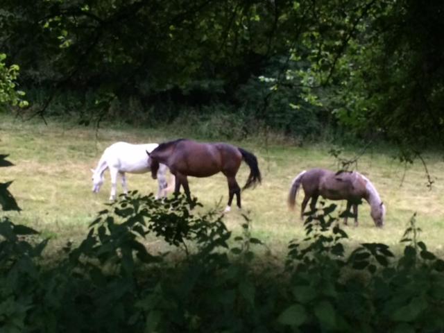 Alvington Woodmill Farm Cottage מראה חיצוני תמונה